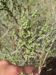 Baccharis articulata