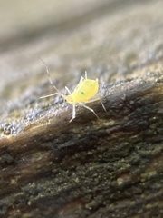 Macrosiphum rosae