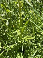 Platanthera sparsiflora