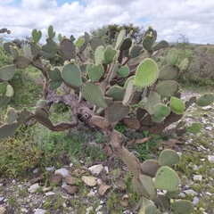 Opuntia