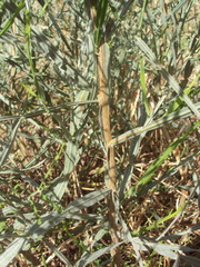 Baccharis articulata