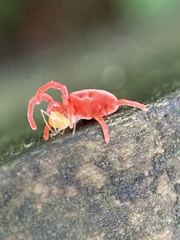 Trombidioidea