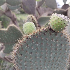 Opuntia