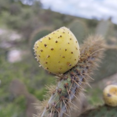 Opuntia