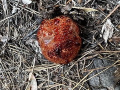 Hydnellum peckii