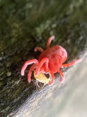 Trombidioidea