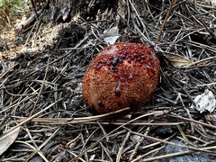 Hydnellum peckii