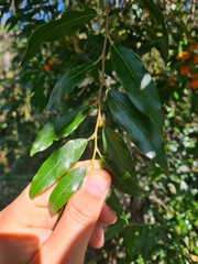 Petalostigma triloculare