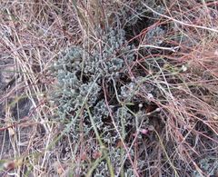 Eriogonum tenellum