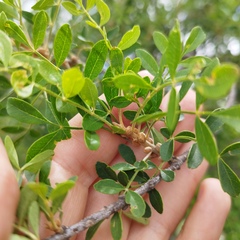Zanthoxylum fagara