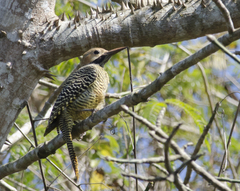 Colaptes fernandinae