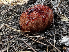 Hydnellum peckii