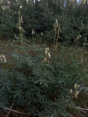 Lupinus angustifolius