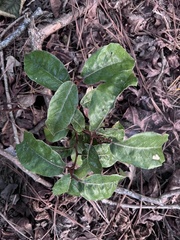Elaeagnus