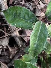 Elaeagnus