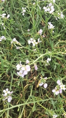 Cakile maritima