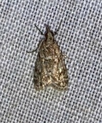 Eudonia heterosalis