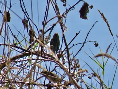 Passerculus sandwichensis