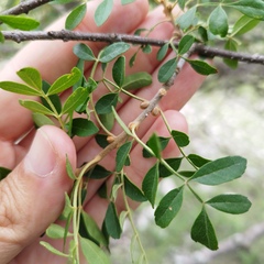 Zanthoxylum fagara