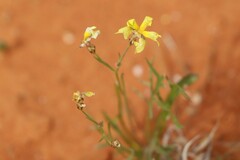Goodenia lunata