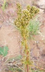 Artemisia palustris