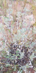 Caryopteris mongholica