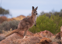 Osphranter robustus erubescens