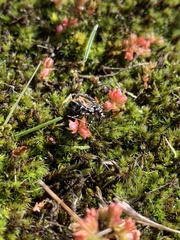 Scoparia exhibitalis