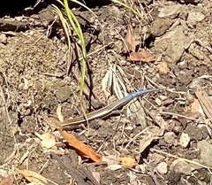 Plestiodon skiltonianus