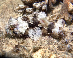Painted Scorpionfish photo 5