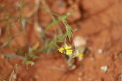 Goodenia lunata