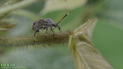 Eurystylus coelestialium