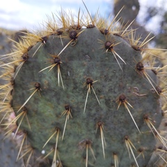 Opuntia