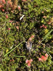 Scoparia exhibitalis