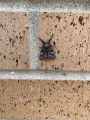 Dasychira meridionalis