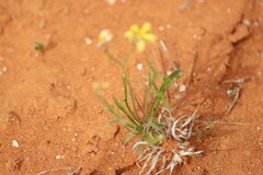 Goodenia lunata