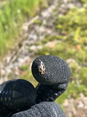 Scoparia exhibitalis