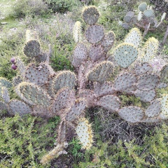 Opuntia