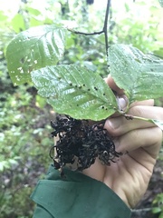 Taphrina robinsoniana