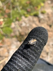 Scoparia exhibitalis