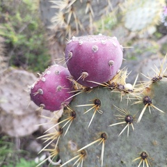 Opuntia