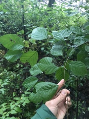 Taphrina robinsoniana