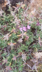 Thymus gobicus