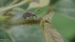 Eurystylus coelestialium