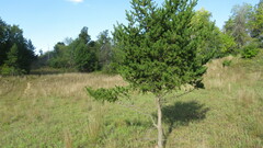 Pinus banksiana