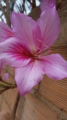 Bauhinia
