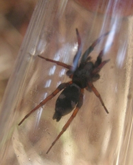 Sergiolus montanus