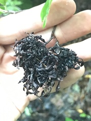 Taphrina robinsoniana