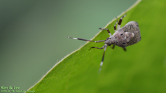 Eurystylus coelestialium