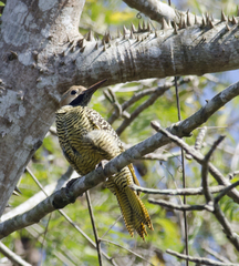 Colaptes fernandinae